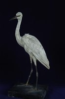 藏品(小白鷺)的圖片